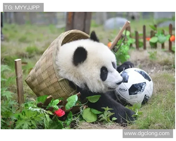 足球明星与熊猫的奇妙缘分探讨及其背后的文化意义